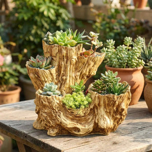 Pot succulentes tronc d'arbre sur une table de jardin ensoleillée