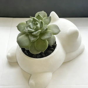 Vue de dessus du pot chat blanc avec grande succulente