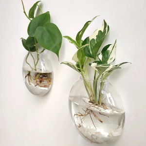 Deux vases muraux en verre transparent avec plantes vertes fixés au mur