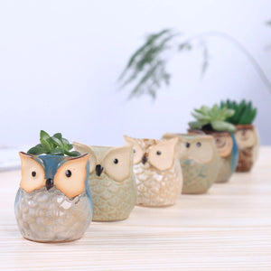 Quatre cache-pots hibou en céramique de couleurs variées avec plantes succulentes