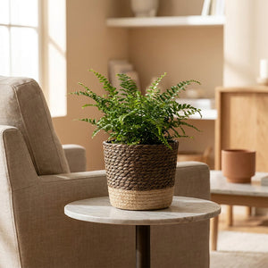 Cache-pot osier avec fougère sur table de chevet dans salon cosy