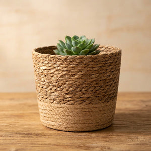 Cache-pot en osier naturel tressé avec succulent