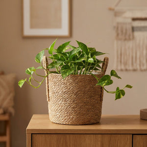 Cache-pot en paille tressée avec un pothos retombant sur un buffet en bois dans un intérieur bohème