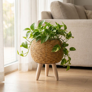 Cache-pot en rotin avec pothos retombant près d'une fenêtre