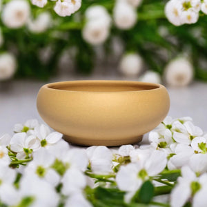 Pot bonsaï coupe beige avec fleurs blanches