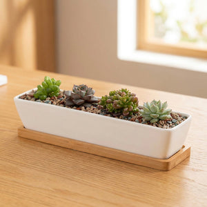 Jardinière rectangulaire en céramique blanche garnie de plantes grasses posée sur un plateau en bambou