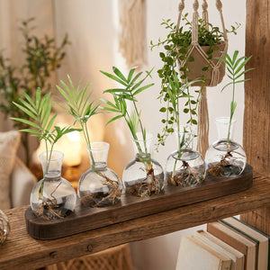Station de bouturage en verre sur une étagère bohème avec plantes