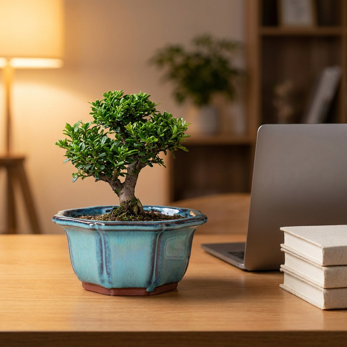 Pot à bonsaï turquoise avec bonsaï sur un bureau en bois près d'une lampe