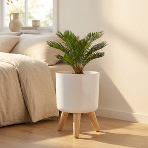 Cache-pot blanc sur pieds en bois avec un petit palmier dans une chambre lumineuse