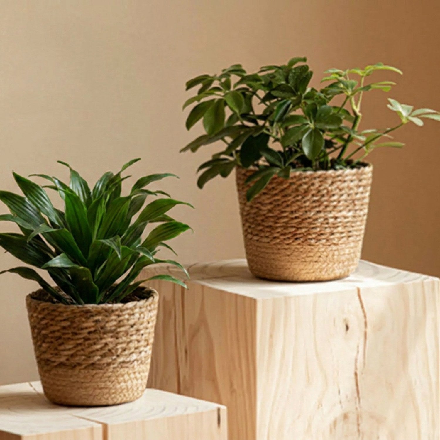 Cache-pot tressé herbe naturelle - duo de tailles sur plateau en bois