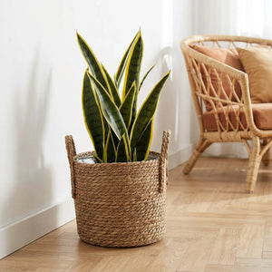 Cache-pot en paille tressée avec plante serpent sur parquet