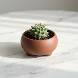 Pot céramique terracotta avec cactus sur marbre blanc