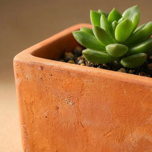 Gros plan sur la texture naturelle d'un pot en terre cuite avec une plante grasse