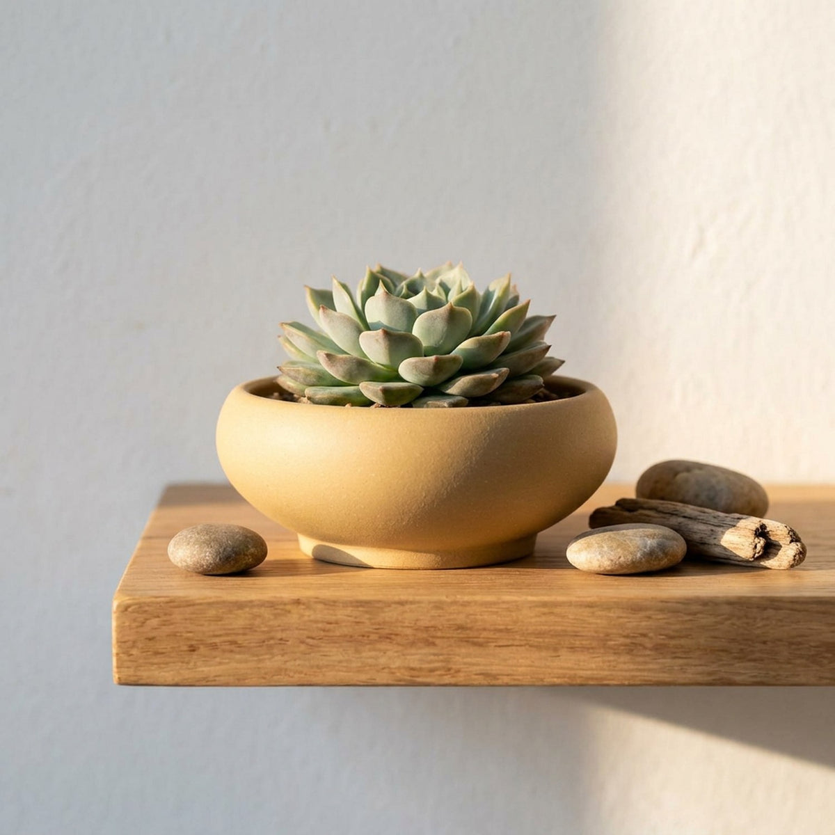 Pot bonsaï en grès rouge sur rebord de fenêtre avec succulentes