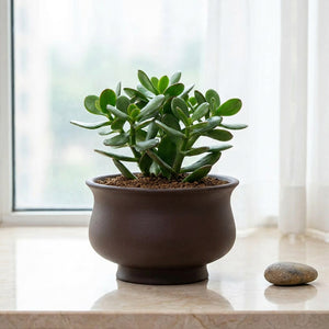 Pot bonsaï urne en grès rouge avec plante jade sur marbre