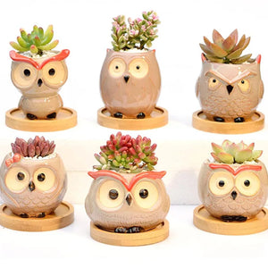 Ensemble des six mini pots hibou en céramique avec succulentes sur soucoupes bambou
