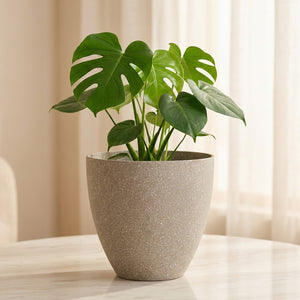Pot de fleurs effet pierre givrée beige avec un monstera près d'une fenêtre