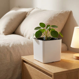Pot auto-arrosant carré avec plante sur table de chevet chambre