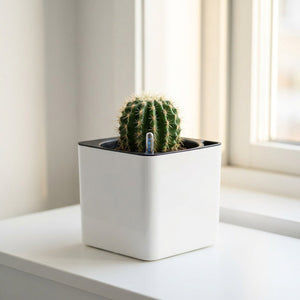 Pot carré blanc avec cactus sur rebord de fenêtre lumineux