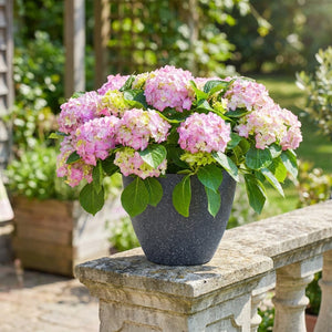 Pot de fleurs en pierre givrée avec hydrangea rose sur balcon