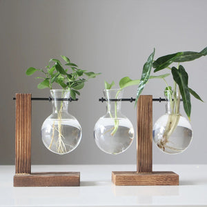 Vases à bouture en verre alignés sur support en bois avec jeunes pousses
