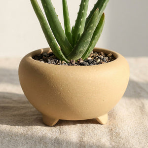 Mini pot bonsaï tripode beige en grès rouge avec aloe vera