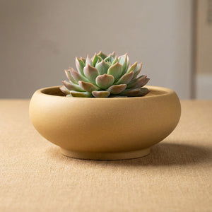 Pot bonsaï coupe beige en grès rouge avec echeveria