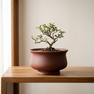 Pot bonsaï urne marron en grès rouge avec bonsaï