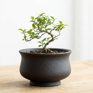 Pot bonsaï urne noire en grès rouge avec bonsaï