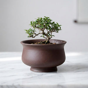 Pot bonsaï urne prune en grès rouge avec bonsaï