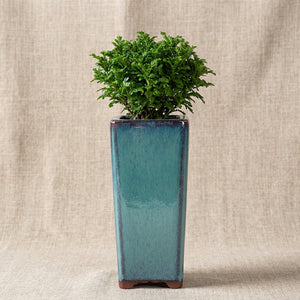 Pot carré haut céramique turquoise avec plante verte buissonnante