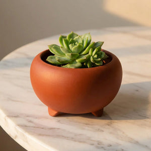 Bol arrondi céramique terracotta mat avec plante succulente