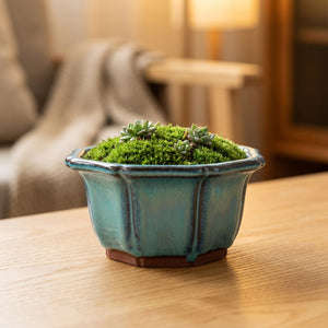 Pot à bonsaï octogonal en céramique émaillée turquoise avec une succulente