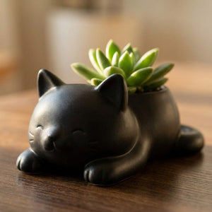 Cache-pot chat noir mat avec succulente sur bois sombre