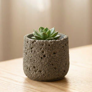 Cache-pot en ciment gris avec une petite succulente verte