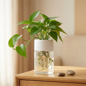 Vase hydroponique transparent avec pothos et racines visibles