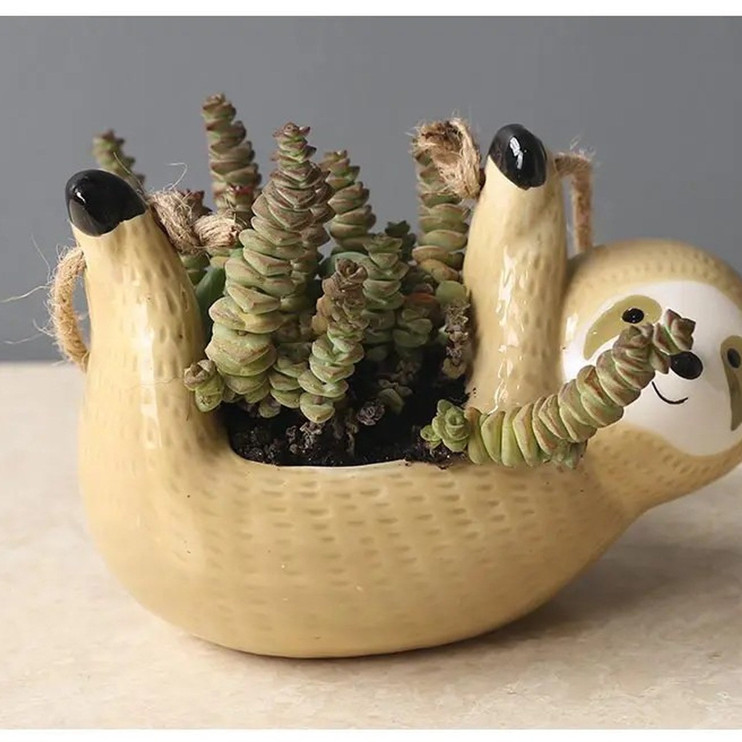 Pot paresseux jaune rempli succulentes sur fond gris