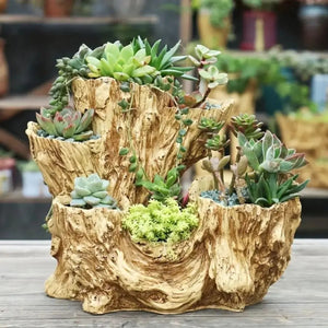 Pot de fleurs tronc d'arbre garni de succulentes variées en gros plan