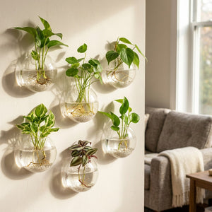 Vase mural en verre avec plantes hydroponiques