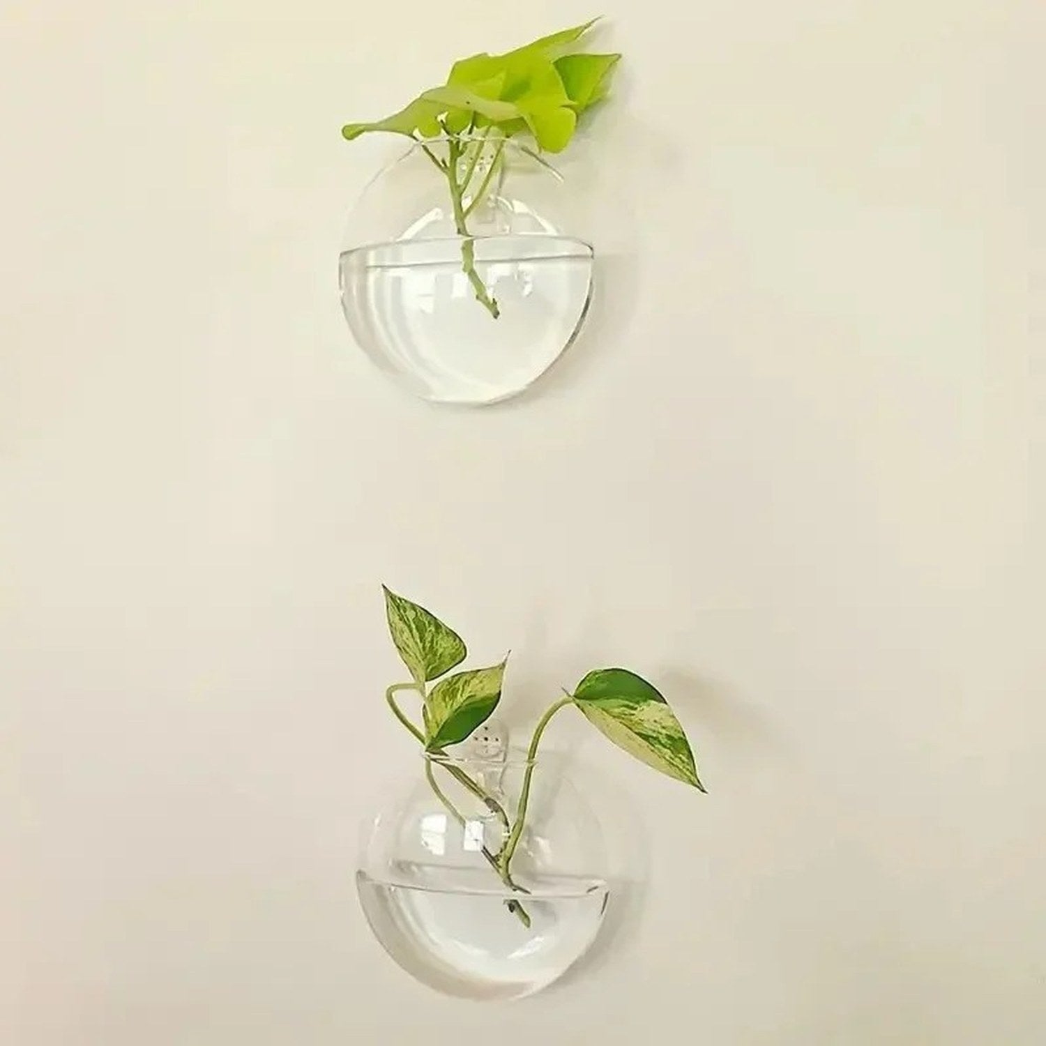 Plantes hydroponiques dans vase mural en verre
