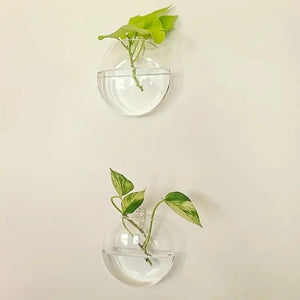 Plantes hydroponiques dans vase mural en verre