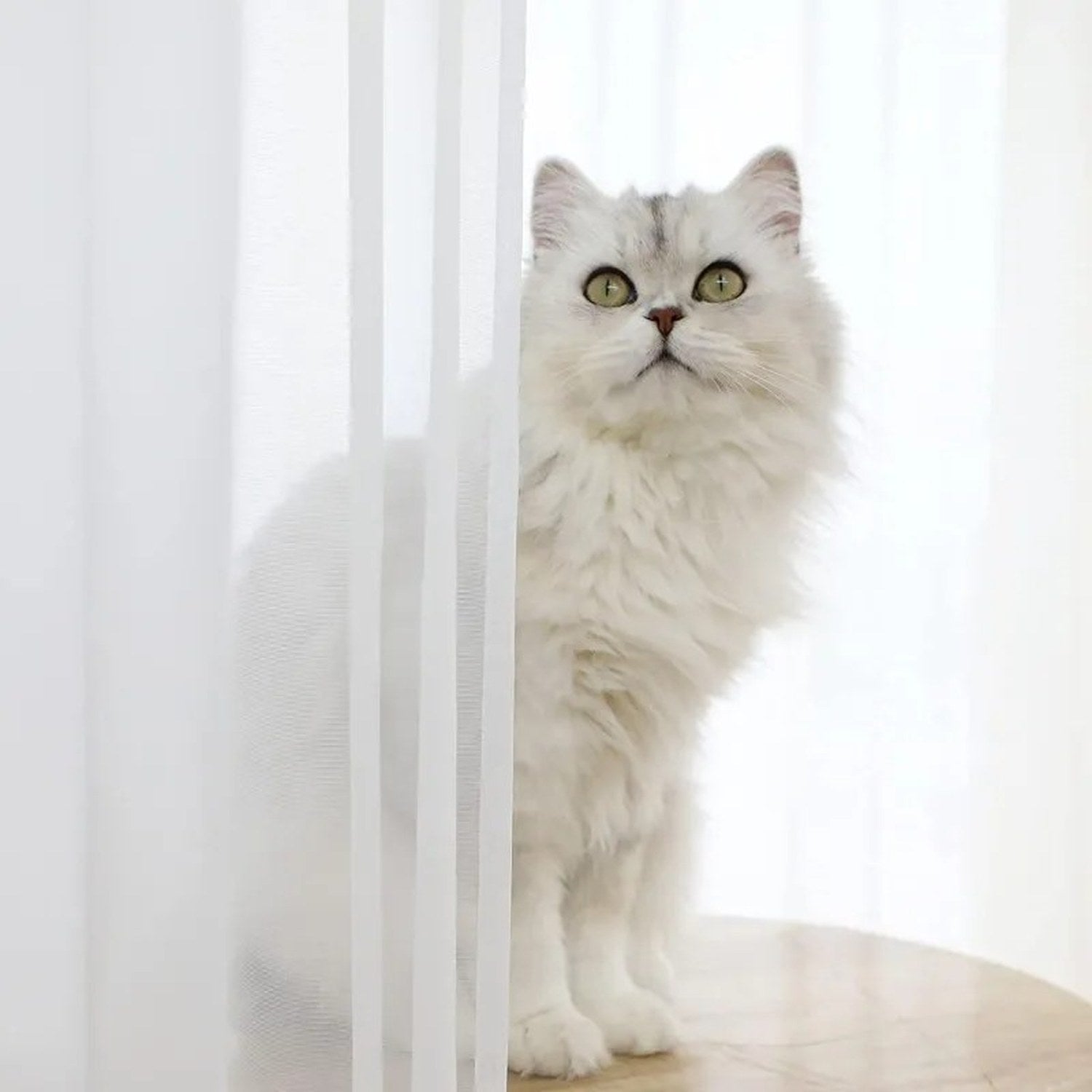 Chat blanc curieux derrière un voilage blanc translucide