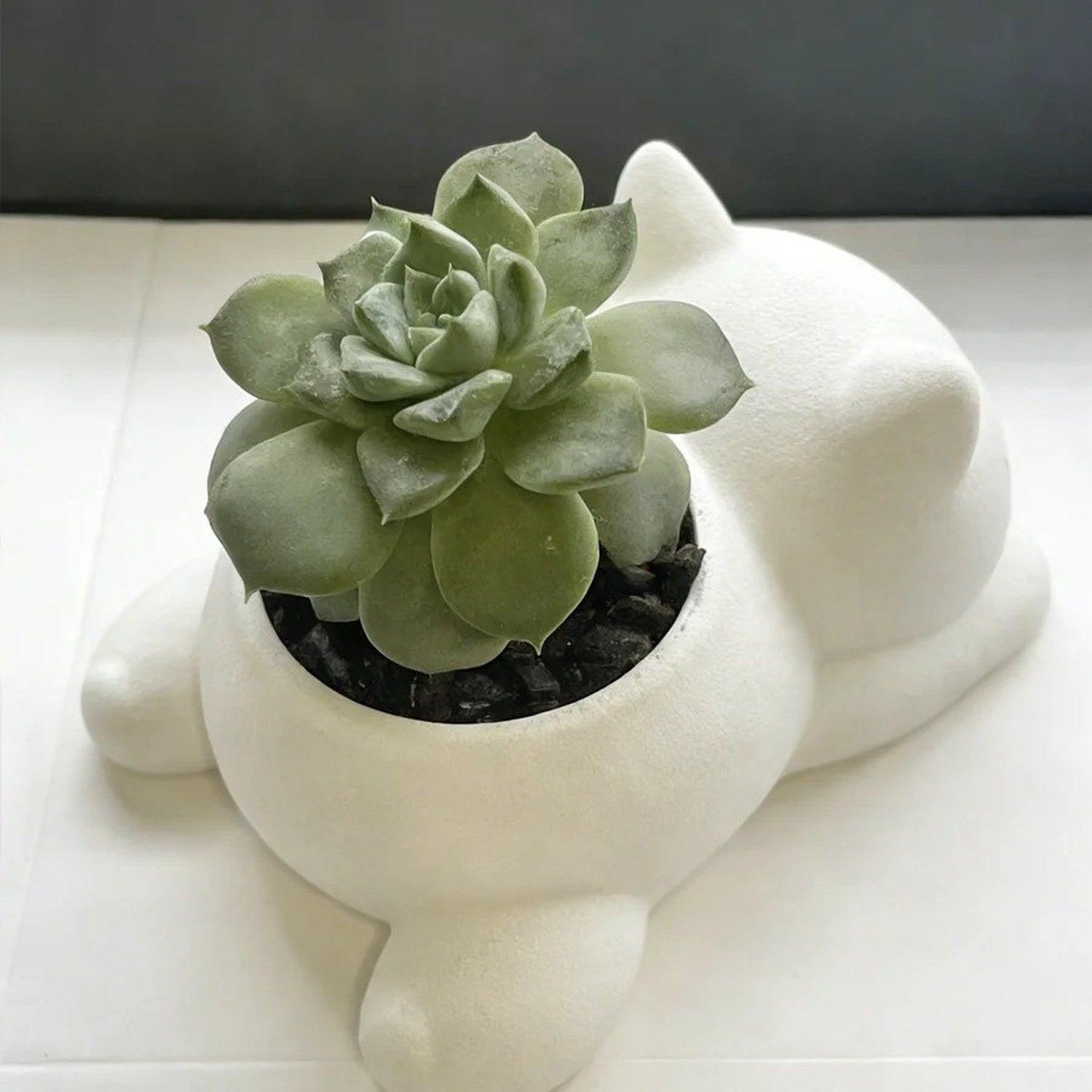 Vue de dessus du pot chat blanc avec grande succulente