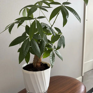 Grand pot auto-arrosage blanc avec réservoir transparent contenant arbre pachira sur table