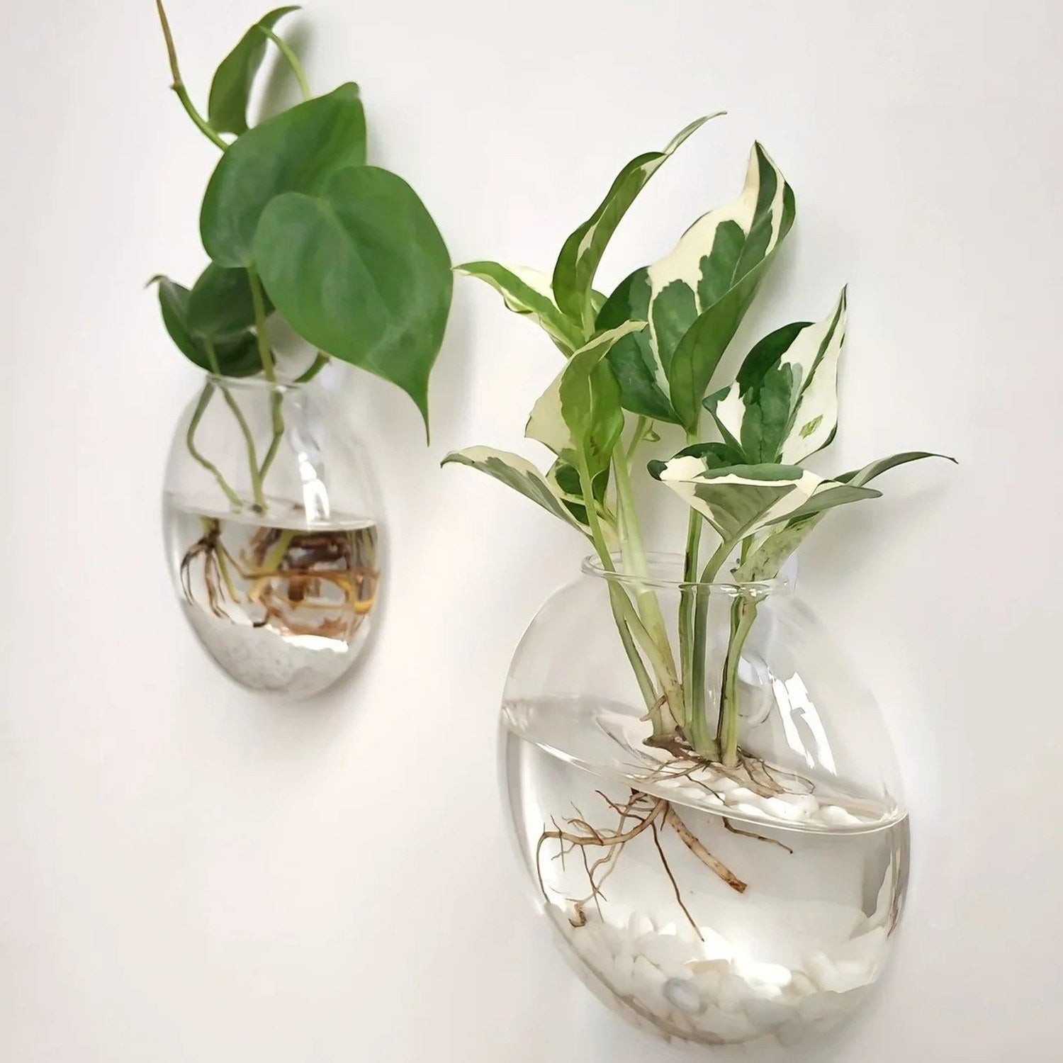 Deux vases muraux en verre transparent avec plantes vertes fixés au mur