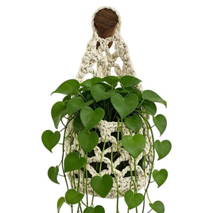 Panier suspendu macramé blanc avec pothos feuilles en cœur sur fond blanc