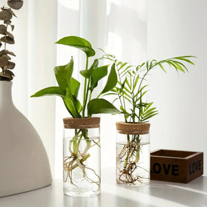 Deux vases à bouture en verre avec bouchon en liège posés sur une table