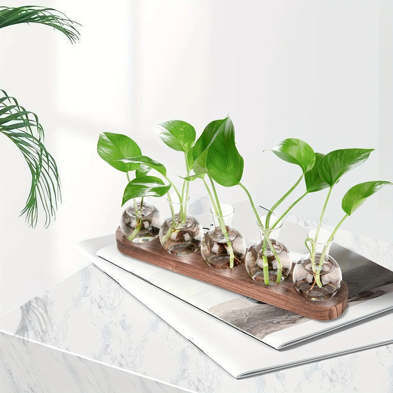 Cinq vases à bouturage en verre sur plateau bois avec boutures de pothos
