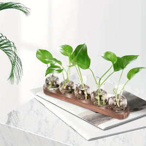 Cinq vases à bouturage en verre sur plateau bois avec boutures de pothos