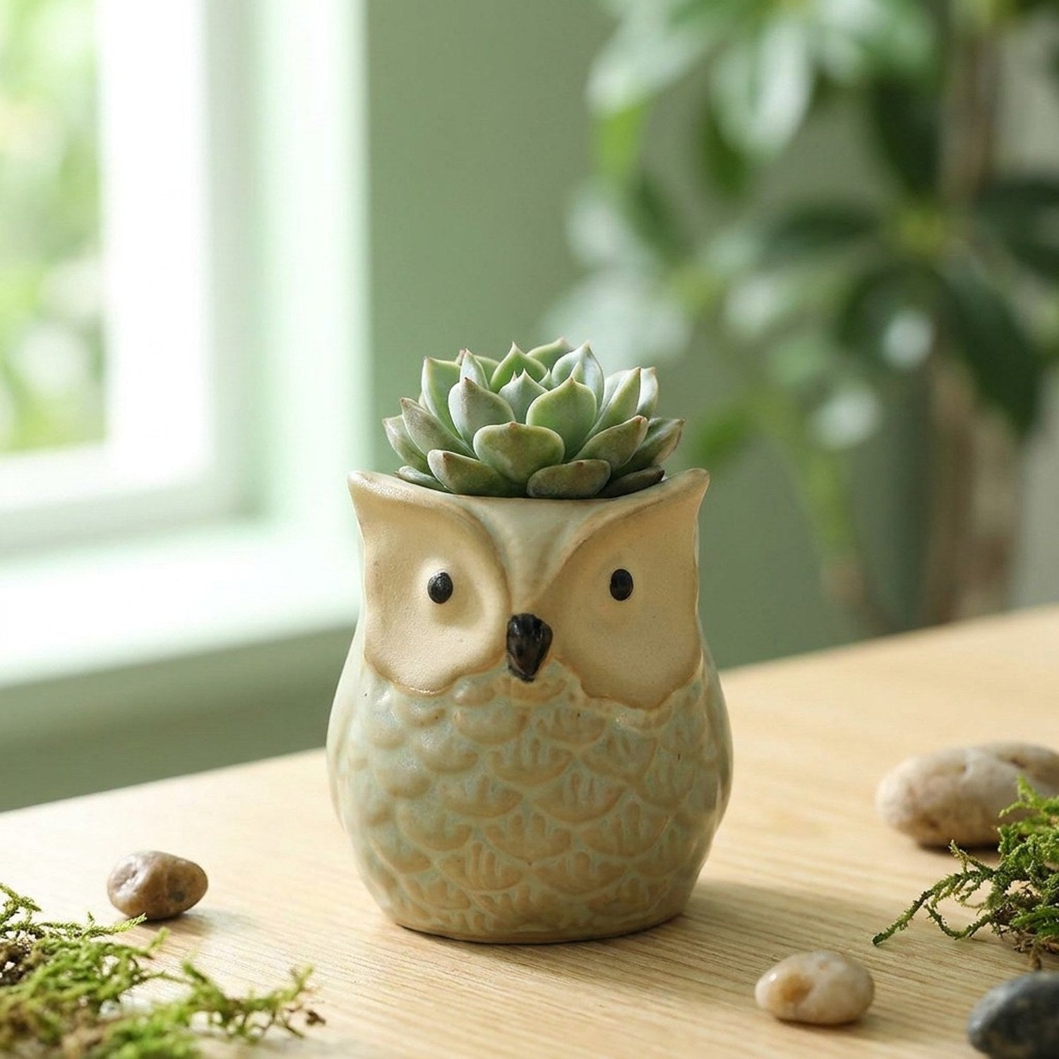 Cache-pot hibou céramique couleur Vert avec succulente sur table en bois